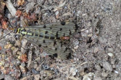 <i>Panorpa germanica</i>