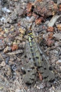 <i>Panorpa germanica</i>