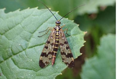 <i>Panorpa vulgaris</i>