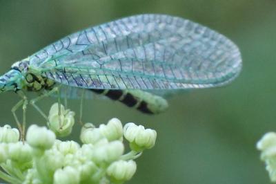 <i>Chrysopa perla</i>