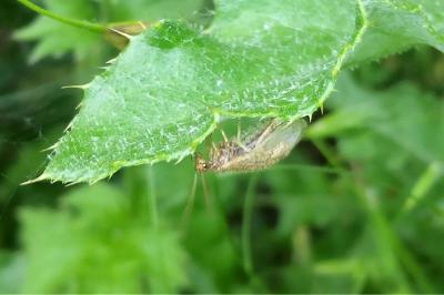 <i>Micromus</i>