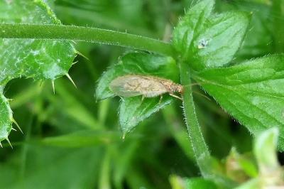 <i>Micromus</i>