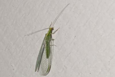 <i>Chrysoperla carnea</i>
