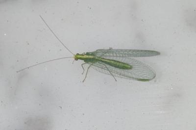 Chrysoperla carnea