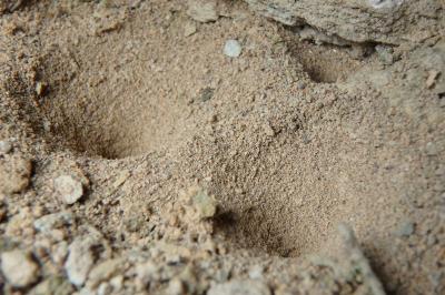 <i>Myrmeleon formicarius</i>