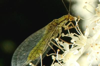<i>Hypochrysa</i>
