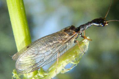 <i>Phaeostigma notatum</i>