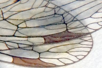Phaeostigma notatum