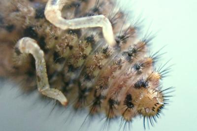 <i>Myrmeleon formicarius</i>