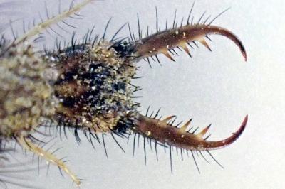 <i>Myrmeleon formicarius</i>