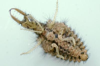 <i>Myrmeleon formicarius</i>