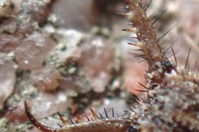 <i>Myrmeleon formicarius</i>