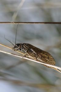 <i>Sialis</i>