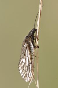 <i>Sialis</i>