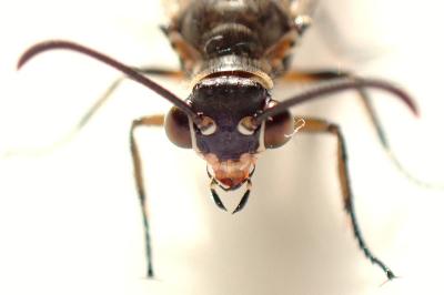 Myrmeleon formicarius