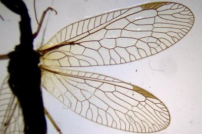 Phaeostigma notatum