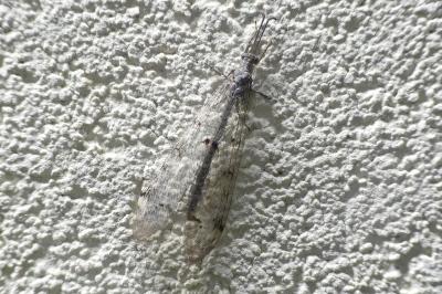Distoleon tetragrammicus