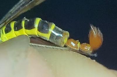 Panorpa cognata