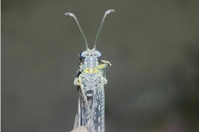 <i>Distoleon tetragrammicus</i>
