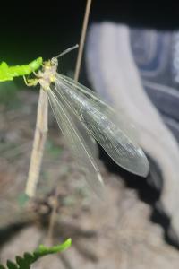 <i>Myrmeleon formicarius</i>