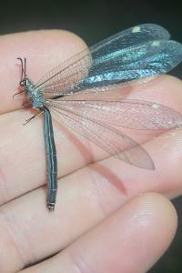 <i>Myrmeleon formicarius</i>