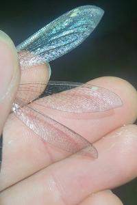<i>Myrmeleon formicarius</i>