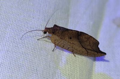 <i>Drepanepteryx phalaenoides</i>