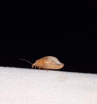 <i>Drepanepteryx phalaenoides</i>
