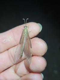 <i>Distoleon tetragrammicus</i>