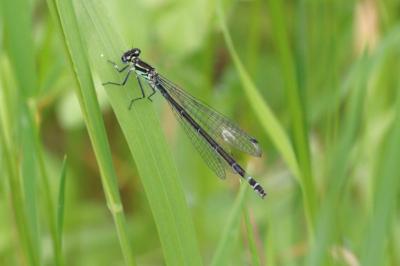 Coenagrion puella