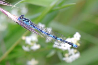 Erythromma lindenii
