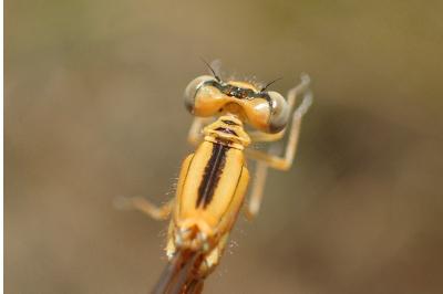 Ischnura pumilio