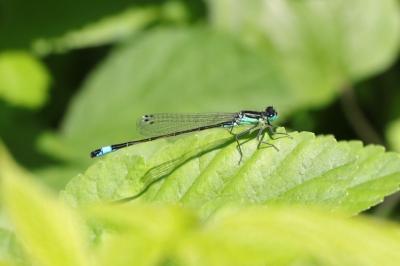 Ischnura elegans