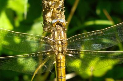 Orthetrum coerulescens