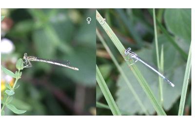 Platycnemis pennipes