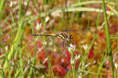 Sympetrum danae