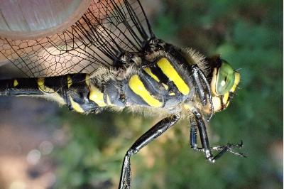 Cordulegaster boltonii