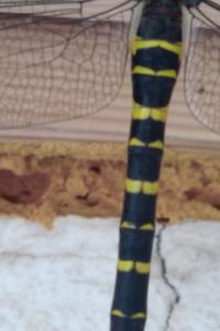 <i>Cordulegaster boltonii</i>