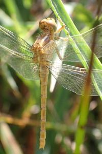 <i>Orthetrum coerulescens</i>