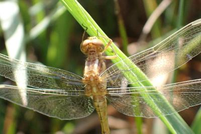 <i>Orthetrum coerulescens</i>