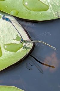 <i>Coenagrion puella</i>