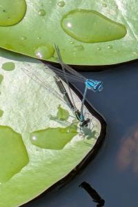 <i>Coenagrion puella</i>