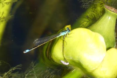 <i>Ischnura elegans</i>