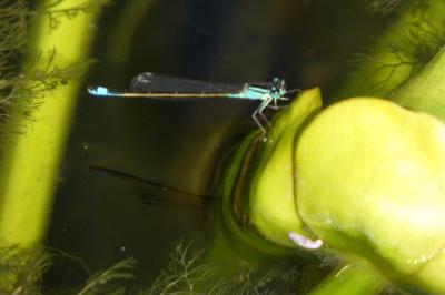 <i>Ischnura elegans</i>