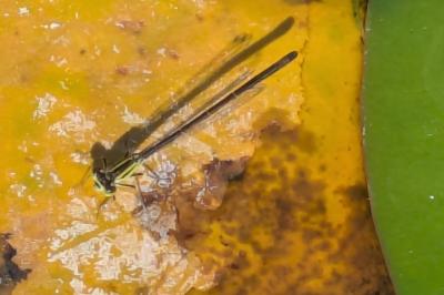 <i>Ischnura elegans</i>