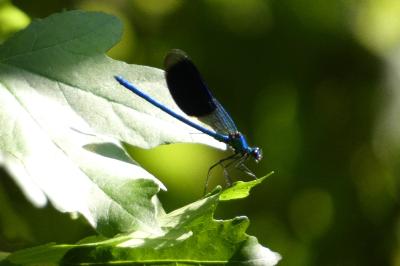 <i>Calopteryx splendens splendens</i>