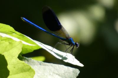 <i>Calopteryx splendens splendens</i>