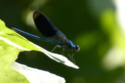 <i>Calopteryx splendens splendens</i>