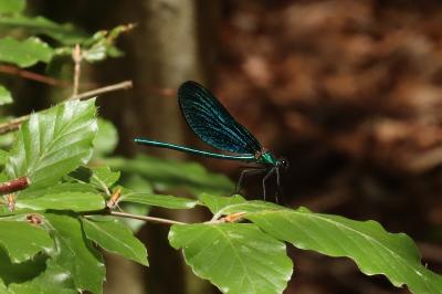 <i>Calopteryx virgo virgo</i>