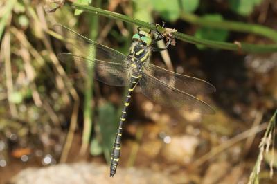 <i>Cordulegaster boltonii</i>